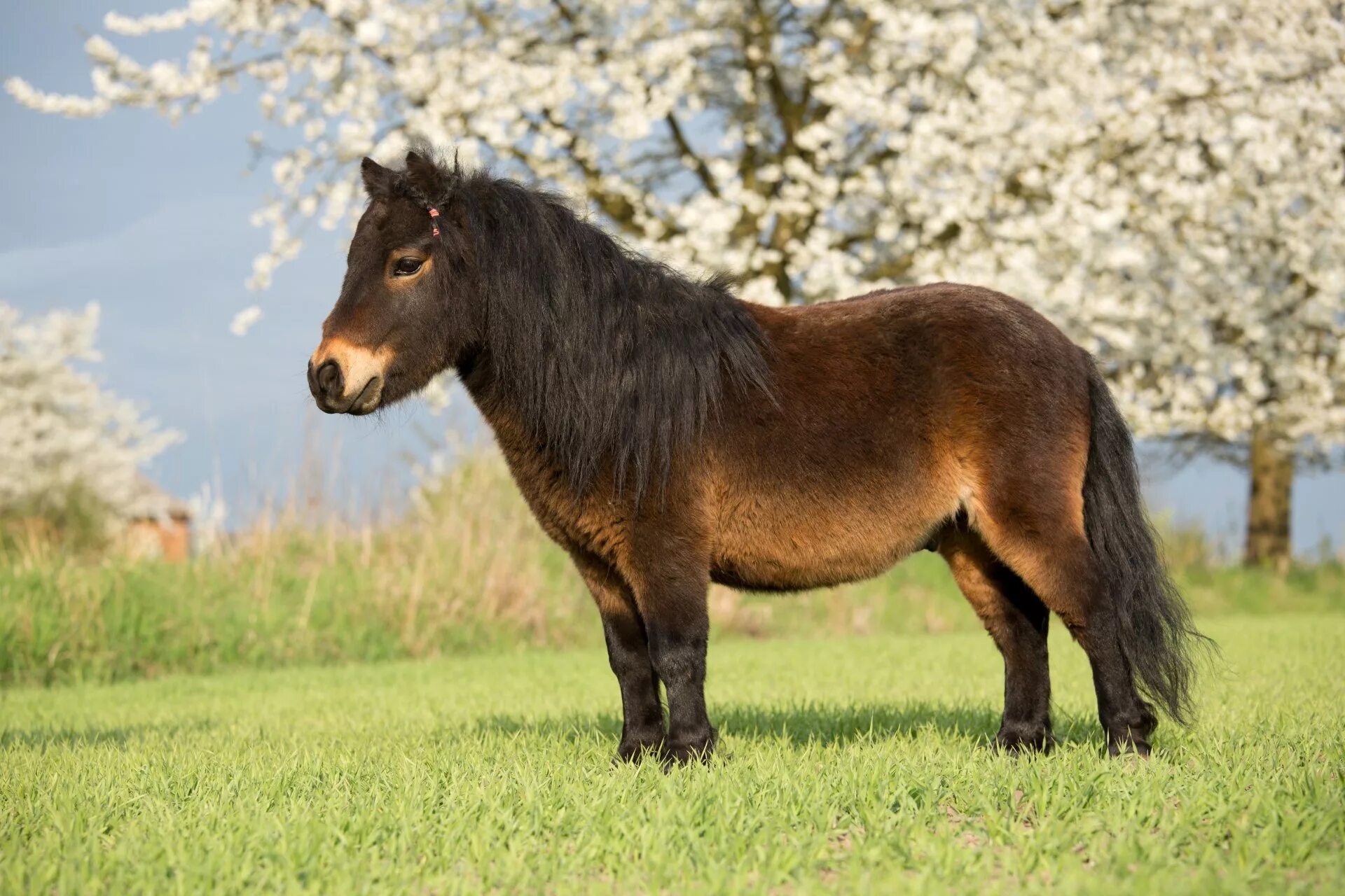 Шетлендский пони гнедой. Фалабелла пегая. Лошадь породы шетлендский пони. Эксмурский пони. Фотографии pony
