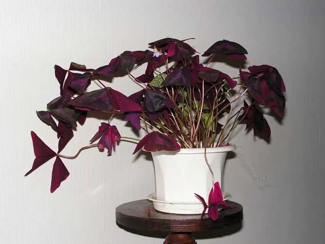 Amazon.com: Oxalis