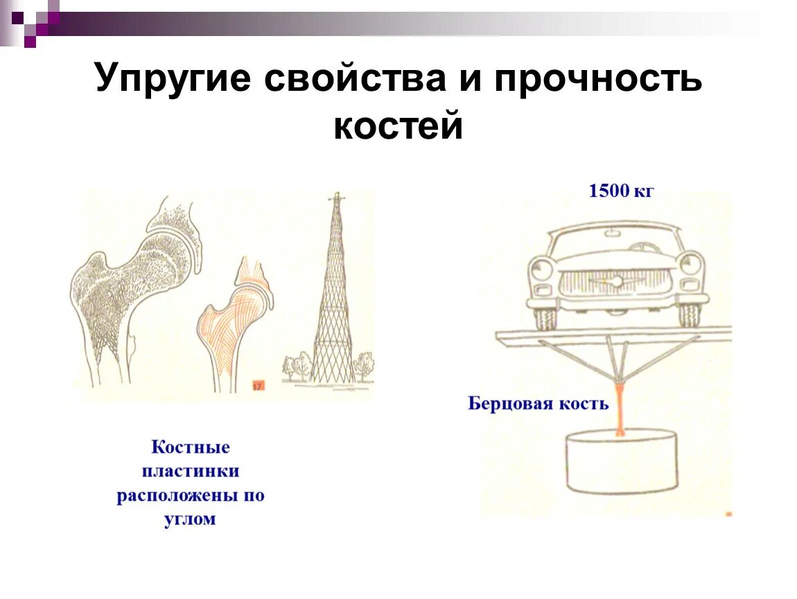 Сколько выдерживает кость. Бедренная кость прочность. Прочность костей. Прочность человеческих костей. Прочность кости на сжатие.