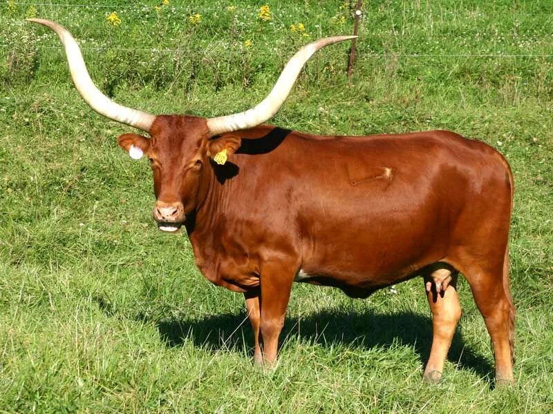 бык ватусси. бык породы салерс. быках как называются. порода быков салерс. бык ватусси.