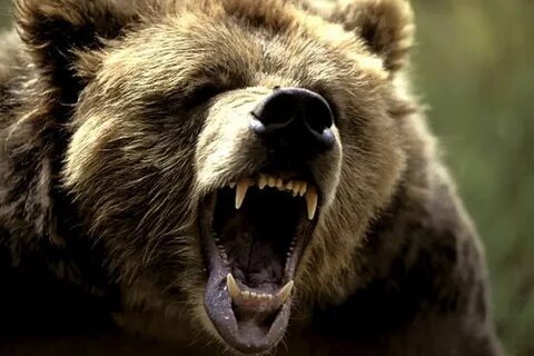 Bear, Fierce Animals, Wild Animals, Baby Animals, Disney Brave, Bear Tattoo...