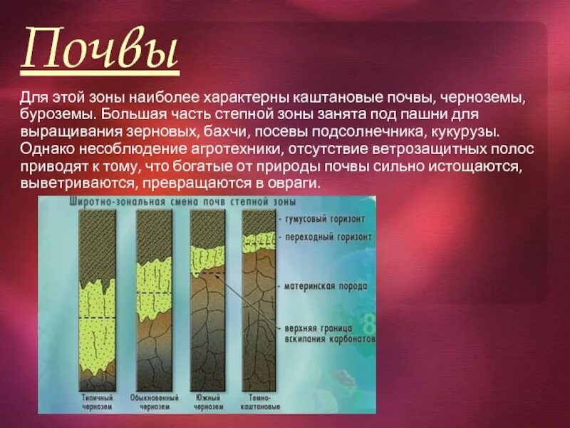 Для какой природной зоны характерны черноземы почвы. Каштановые почвы. Чернозёмные почвы характерны для природной зоны. Черноземные почвы характерны. Казахстан каштановые почвы.