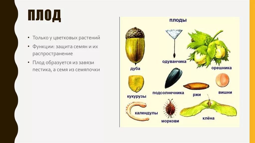 Из которого впоследствии образуются плоды с семенами. Строение плода цветкового растения. Строение плодов растений и способы. Растения строение плодов и способ их распространения. Распространение семян у цветковых растений.