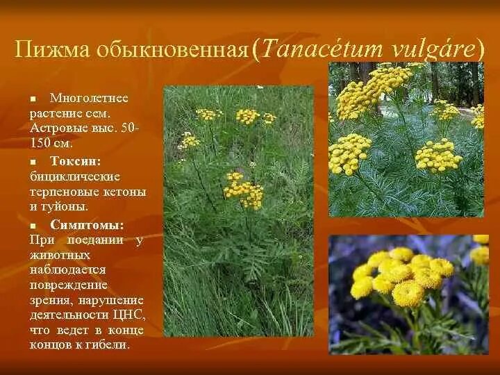 Пижма обыкновенная лечебные. Пижма обыкновенная. пижма (раст. сем. сложноцветных). пижма обыкновенная ядовитое. пижма обыкновенная ядовитые растения.