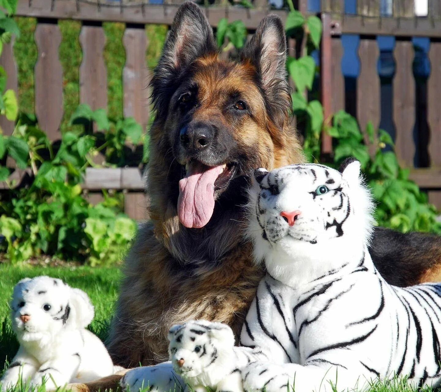 Фото кошек и собак. Собака тигр. Тайгер собака. Домашних животных кошка.