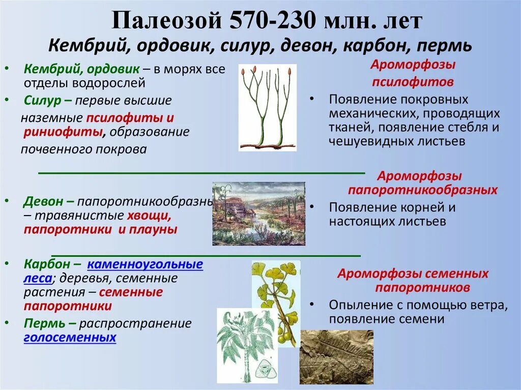 Семенные папоротники переходная форма. Семенные папоротники. кембрий ордовик силур девон карбон пермь. семенные папоротники строение.