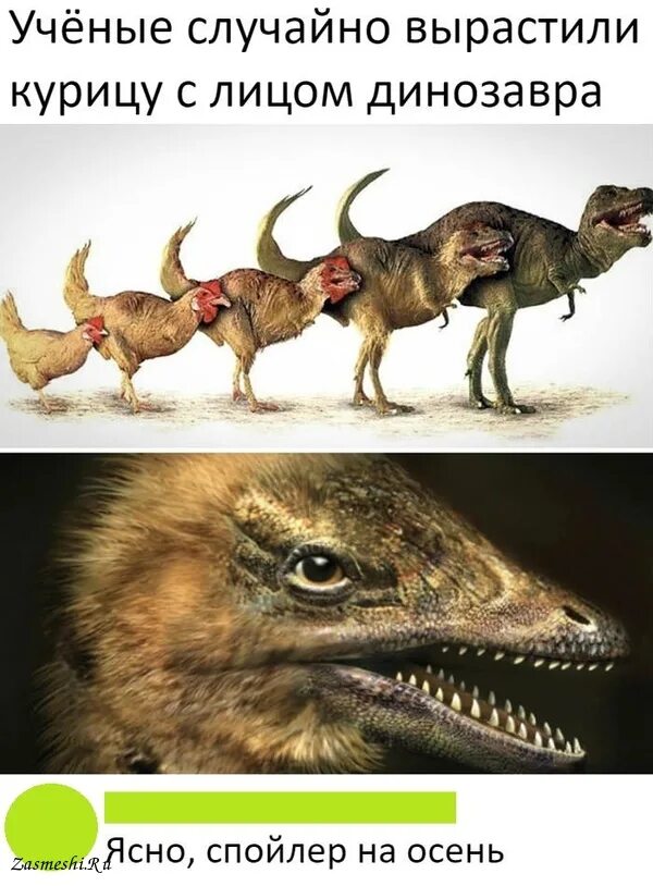 Курица потомок динозавров. Мемы про динозавров. Курица родственник динозавра. Птицы произошли от динозавров.