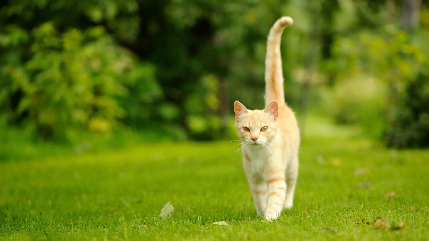 Tail walk