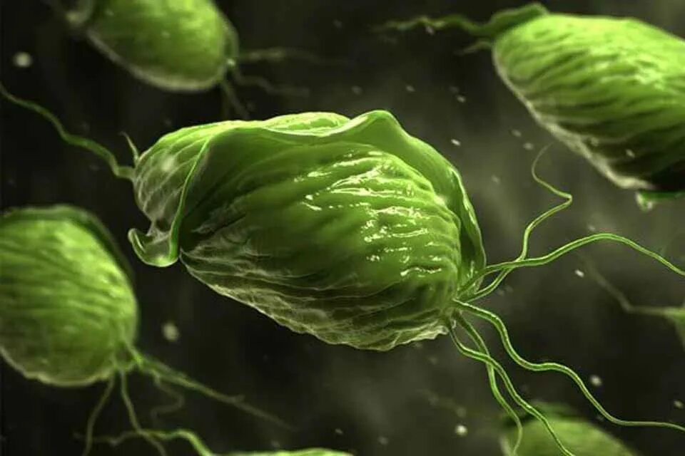 Возбудитель урогенитального трихомониаза. Половые инфекции трихомониаз. Chlamydia trichomonas. Трихомонада мазок микроскопия. Гистомоноз трихомоноз.