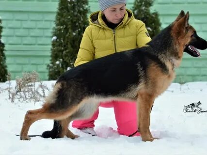 Немецкая овчарка питомник
