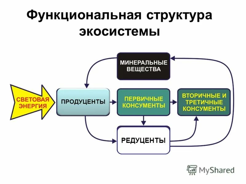 Функциональное сообщество. Функциональная структура экосистемы. Функциональная схема экосистемы. Структура экосистемы схема. Структуры компонентов экосистемы.