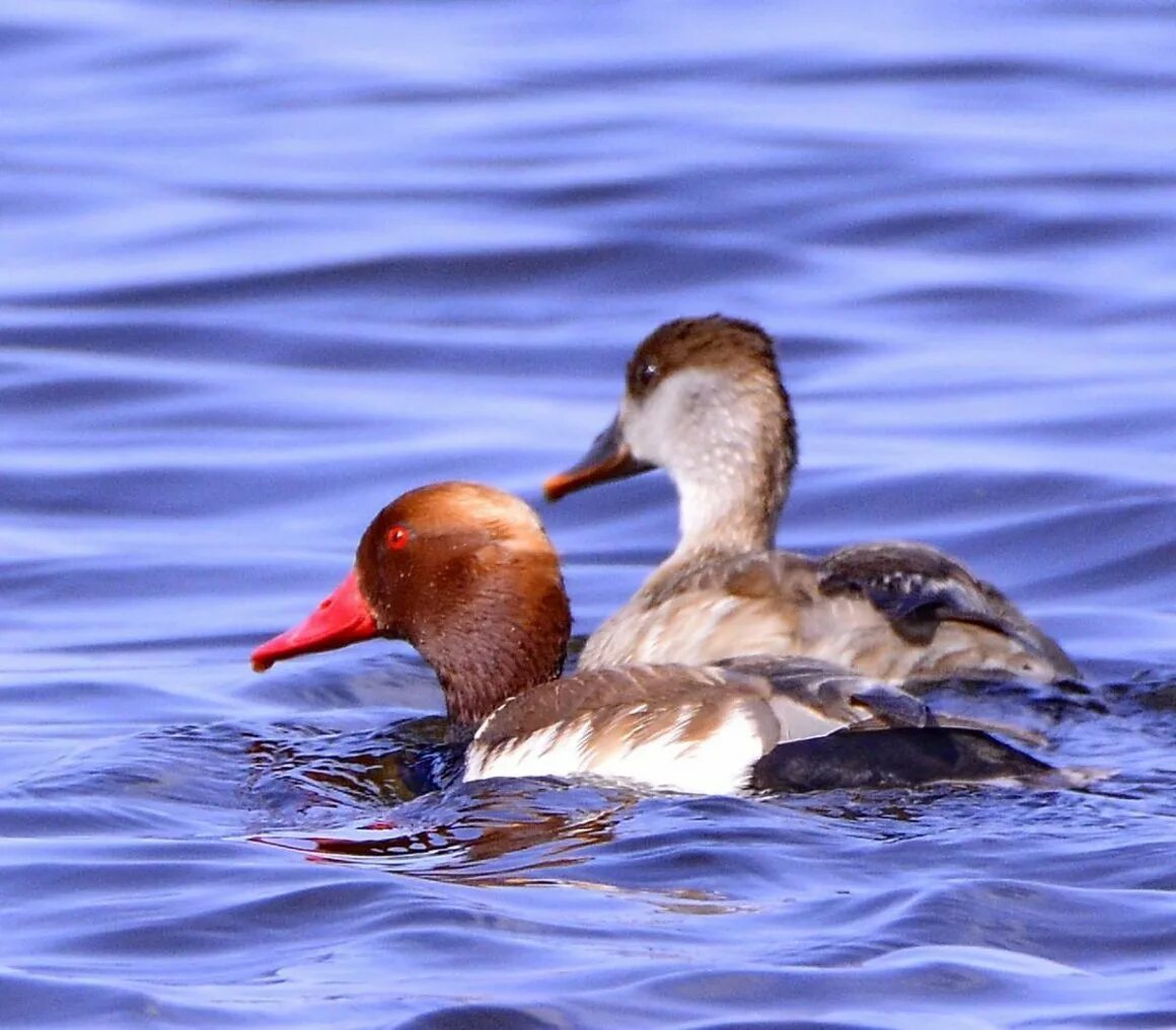 утка красноносый нырок. утка красноносый нырок. утка красноносый нырок. нырок. красноносый нырок.
