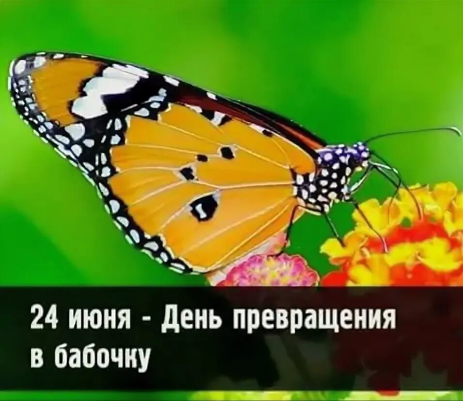 День бабочек 19 июня. День трансформации. День превратить. День превратить. День превратить.