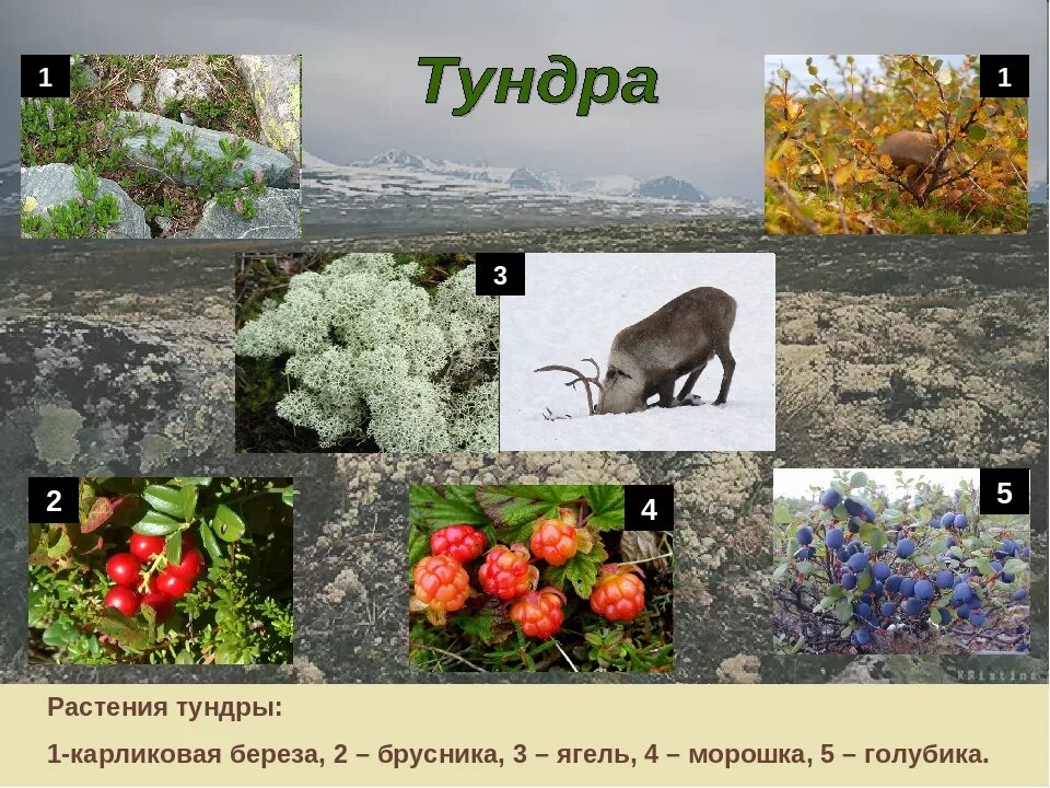 Природная зона тундра животные и растения. Природные зоны России тундра животный мир. Растительный мир тундры. Растения и животные тун. Что едят в тундре