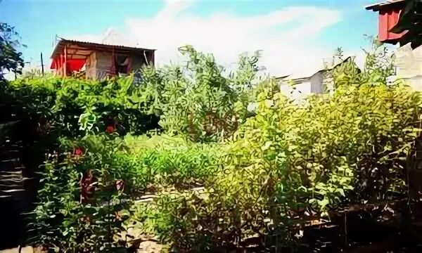 Погода снт волга волжский волгоград. Дачи за волгой волгоград. Погода снт волга волжский волгоград. Фото снт волга. Снт волга чебоксары участок 154.