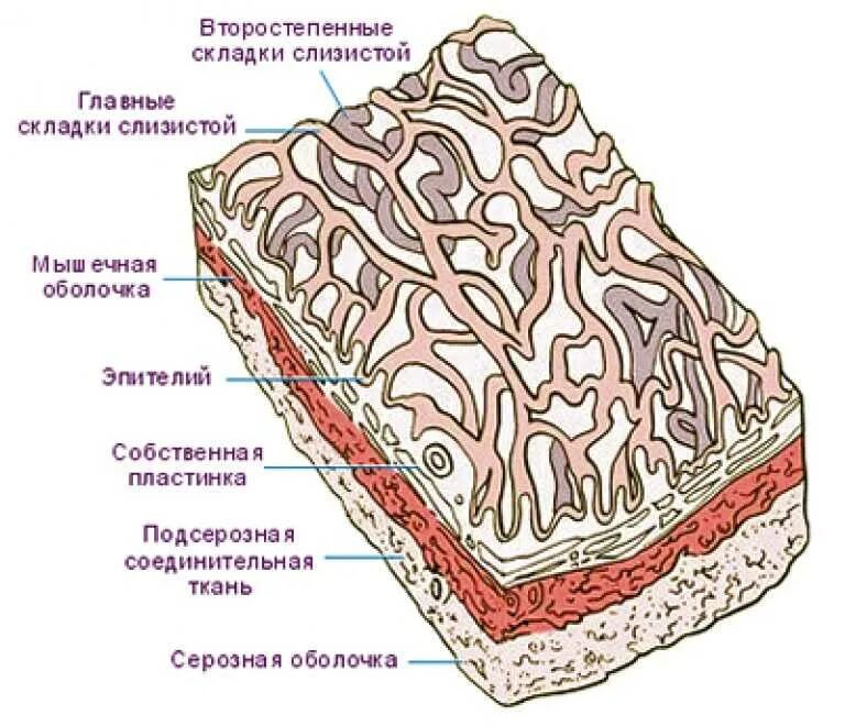 Строение стенки желчного пузыря анатомия. Серозная оболочка гистология. Гистологическое строение стенки желчного пузыря. Строение стенки желчного пузыря гистология. Серозная и слизистая оболочка