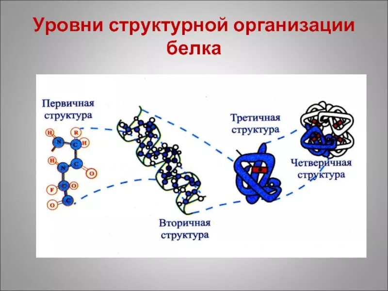 Структурная организация белковой молекулы. Структурные уровни белковой молекулы. Структурные уровни организации молекулы белка. Уровни структурной организации белков. В организации белковых