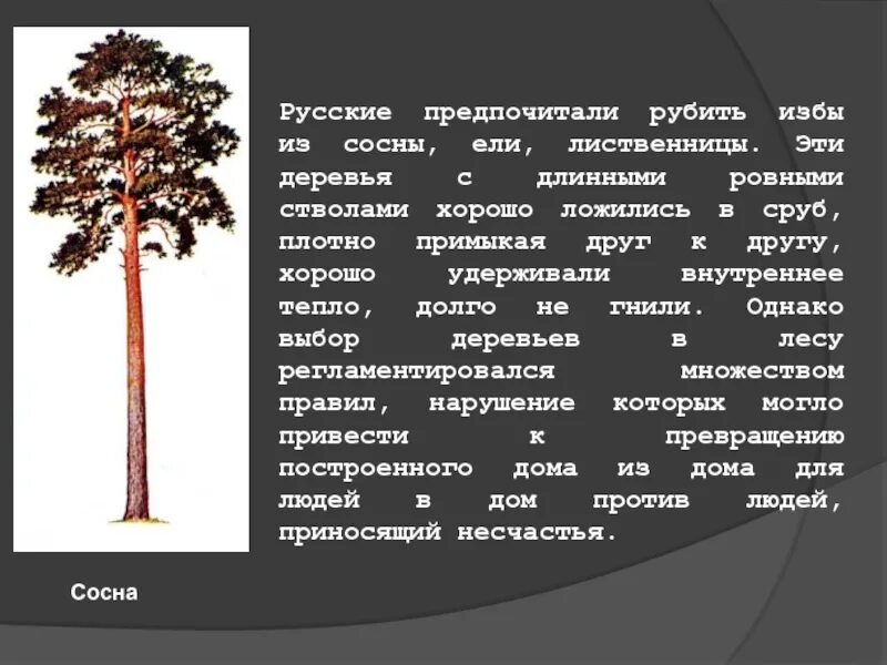 Как ты понимаешь выражение рубить избу. Ровный ствол дерева. Длина сосны ели и лиственницы ствола. Какие деревья любят тепло. Узнали какие деревья предпочитали удмуртские боги.