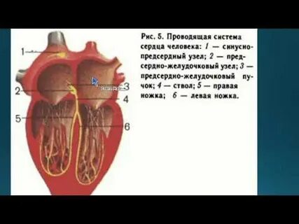 Молодость сердца