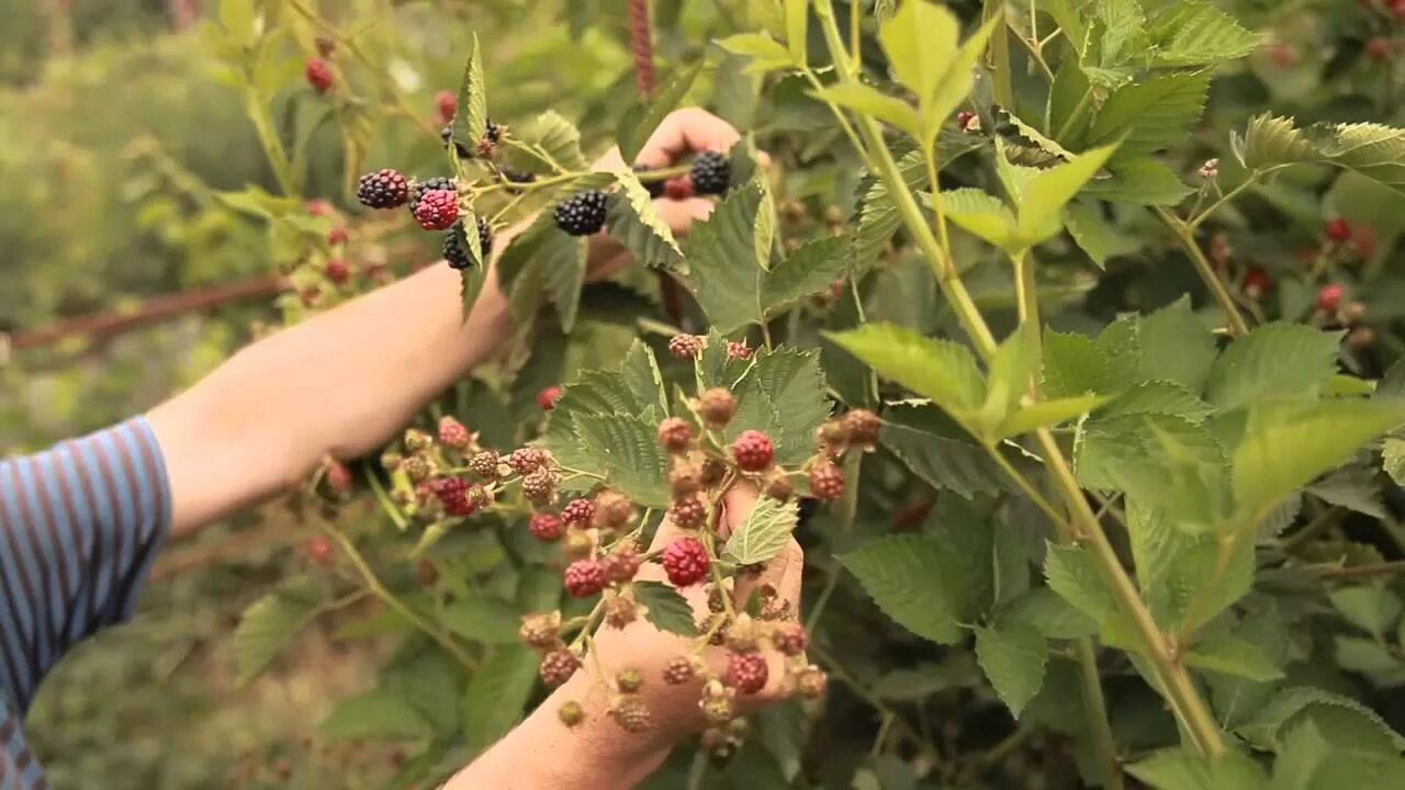 Ежевика Арапахо. Ежевика сорт Арапахо. Ежевика Агавам куст. Ежевика Арапахо куст. Ежевика арапахо описание