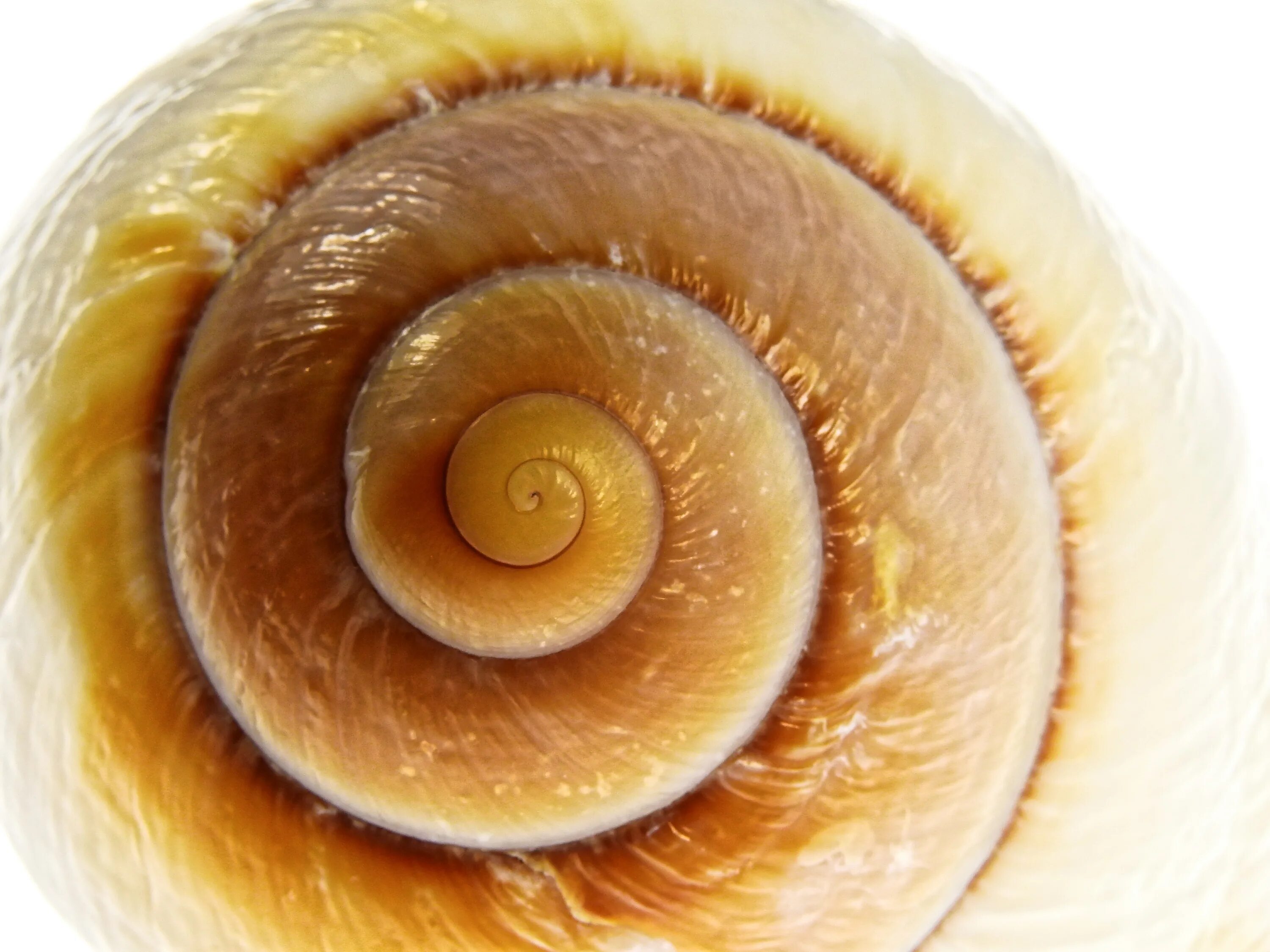 Snail shell