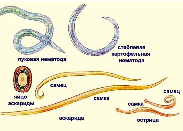 Аскарида является паразитом. Круглые черви нематоды паразиты. паразитические черви тип круглые. классификация аскариды человеческой. человеческая аскарида тип.