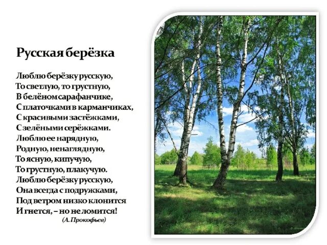 Песня про березы и россию. Стихи о Березе русские народные. Русское слово береза. Песни про березу. Стихотворение про русскую березу.