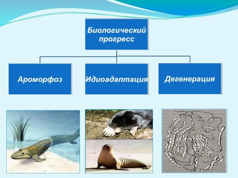 Биологический прогресс формы. Биологический Прогресс ароморфоз идиоадаптация общая дегенерация. Направления эволюции ароморфоз идиоадаптация дегенерация. Ароморфоз идиоадаптация дегенерация. Ароморфоз идиоадаптация общая дегенерация.