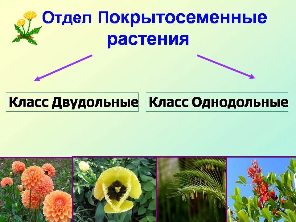 Представители покрытосеменных цветковых. Покрытосемянные растения. Отдел Покрытосеменные представители. Однодольные Покрытосеменные растения.