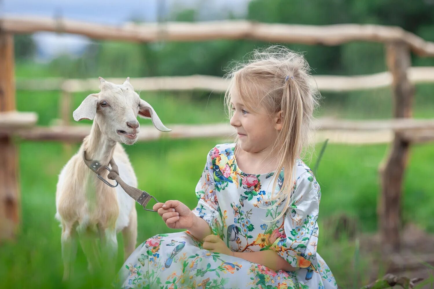 бабушка пасет коз. фотосессия с козой. пастух коз. деревенская коза. пастух коз.