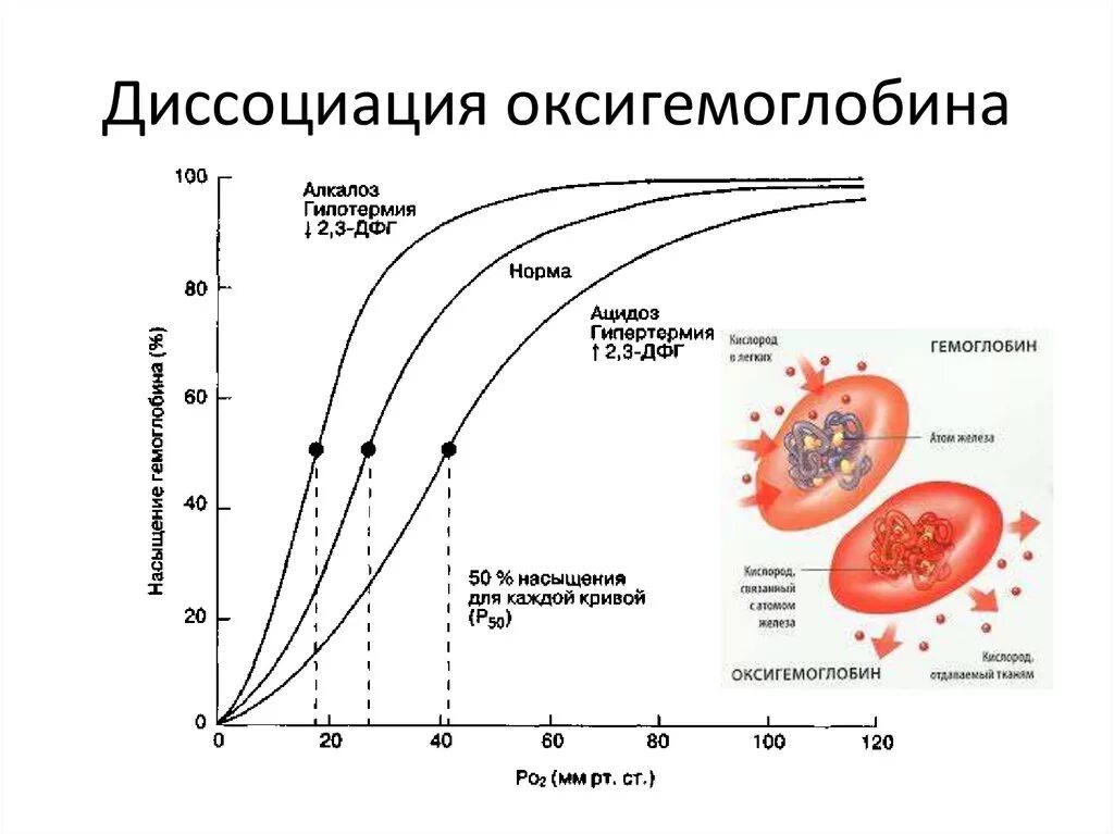 Увеличение кислорода в крови. Диссоциация оксигемоглобина физиология. Транспорт газов кровью кривая диссоциации оксигемоглобина. Факторы сдвигающие кривую диссоциации оксигемоглобина. Графики Кривой диссоциации оксигемоглобина.