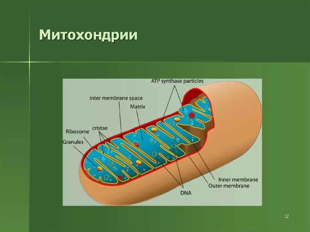 Описание строения митохондрии. Строма митохондрии. Митохондрия строение граны. 1) Митохондрия.