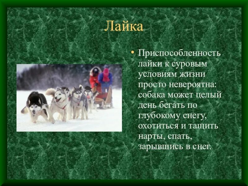 Доклад про лайку. Лайка окружающий мир. Интересные истории для лайка. Интересные факты о лайках собаках.