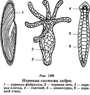 Тип нервной системы кишечнополостных червей
