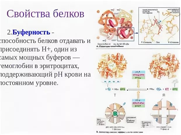 Белки свойства. Биологическое значение белка. Структура молекулы белка. Свойства белков биология 9. Строение и функции белка 10 класс.