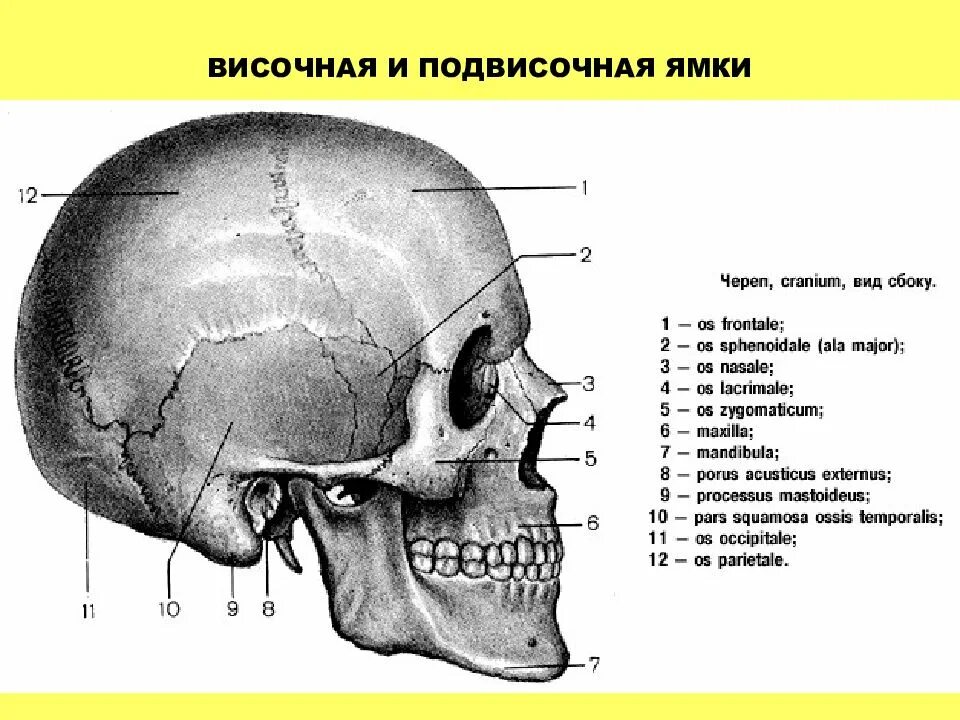 Височная и подвисочная ямки черепа. Подвисочная ямка черепа. Височная ямка черепа границы. Височная подвисочная и крыловидно-небная ямки. В правом черепе