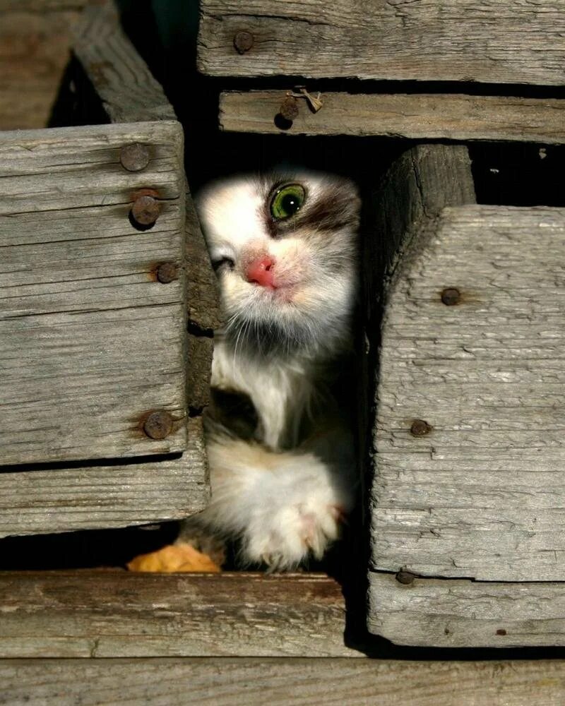 Любопытство 3. Любопытная кошка. Любопытный котенок. Любопытство. Любопытство кошек.