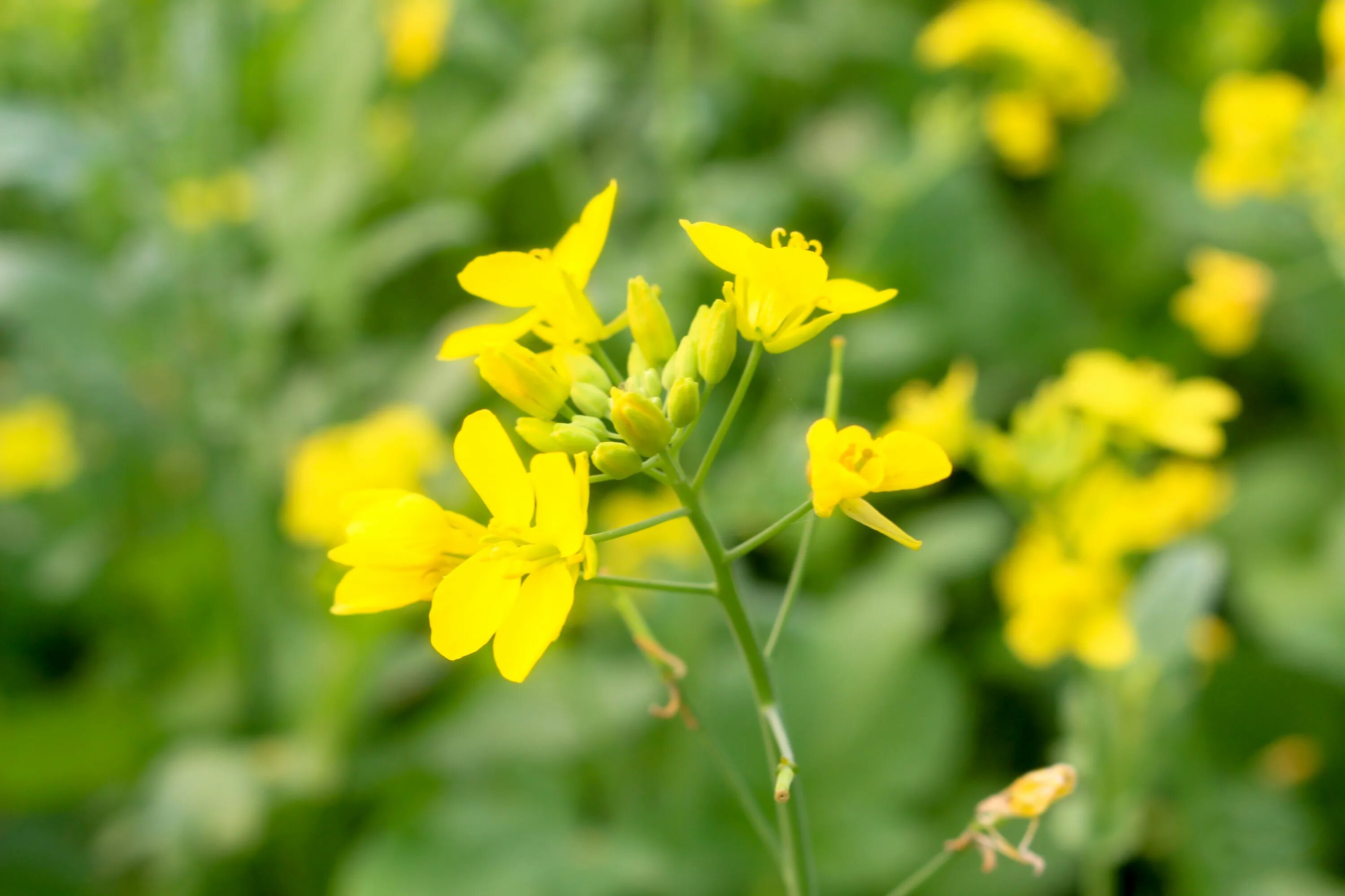 Горчичный сад. Горчица сарептская — Brassica juncea. Горчица сарептская (Brassica juncea l.). Рапс Рыжик горчица. Индийская горчица растение.