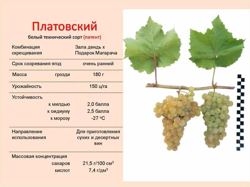 Значение слова сорт. Значение слова сорт