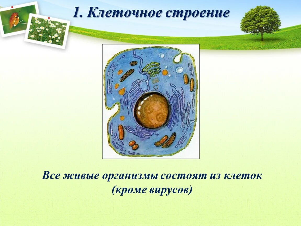 Живая клетка 5 класс биология. Строение живых организмов. Строение клетки. Клеточное строение живых организмов. Клетка организма строение.