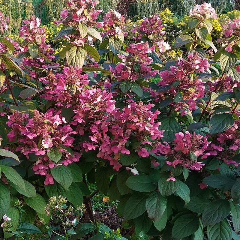 Гортензия метельчатая "Мэджикал Флейм" (Hydrangea "Magical Flame") купить в СП