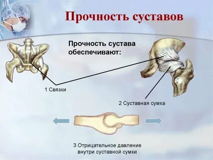 Самый прочный сустав