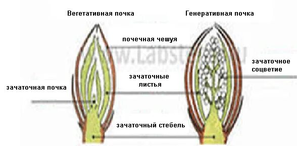 Зачаточный стебель у вегетативной почки. Вегетативная почка конус нарастания. Строение вегетативной и генеративной почки. Строение генеративной почки. Рассмотрите изображение генеративной почки и выполните задания