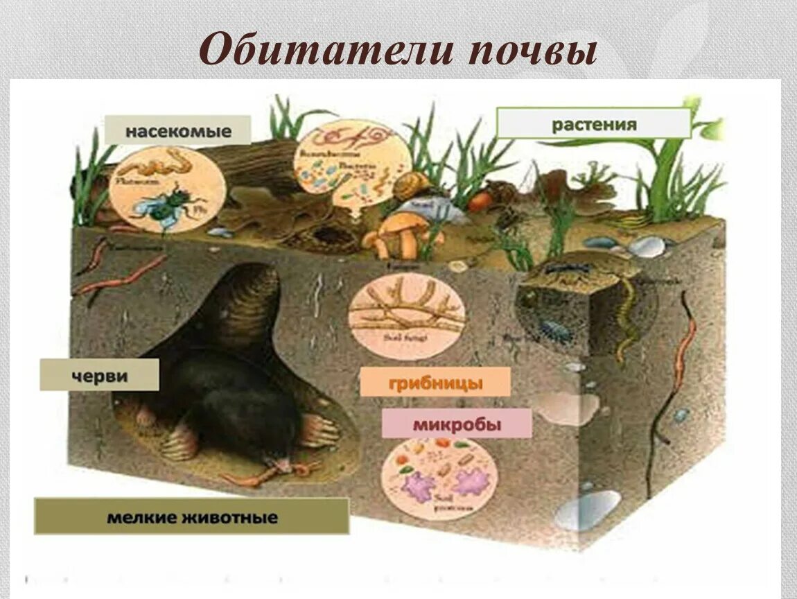 Обитатели почвы. Жители почвы. Почвенные животные. Постоянные обитатели почвы. Животные организмы в почвенной среде