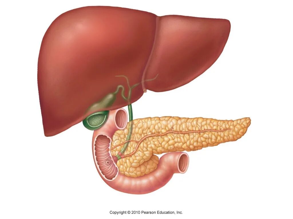 Relationship of the Liver, Gallbladder, and Pancreas to the Duodenum Diagram Qui