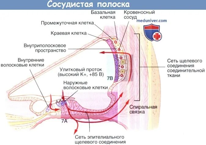 Эпителий сосудистой полоски внутреннего уха. Сосудистая полоска внутреннего уха. Сосудистая полоска гистология. Улитковый канал сосудистая полоска. Внутреннее ухо кровообращение