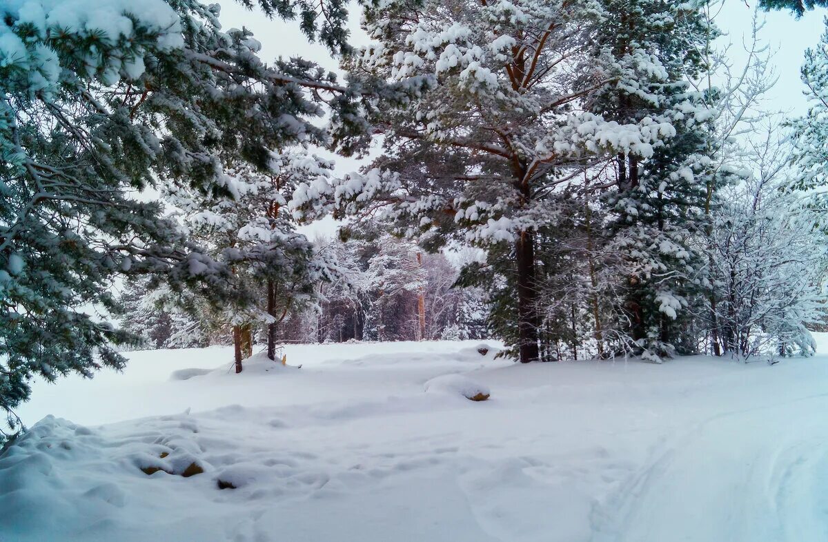 Зимние деревья в городе. Зимний форум. Зимний форум. Зимний парк. Прогулка зимой.