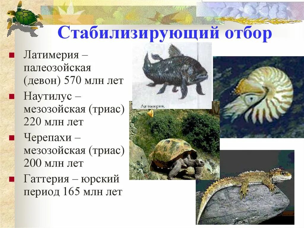 Примеры стабилизирующей формы естественного отбора. Латимерия стабилизирующий отбор. стабилизирующая форма естественного отбора примеры. стаблилизирующий обро. присеры стабилизируещнг оьбопа.