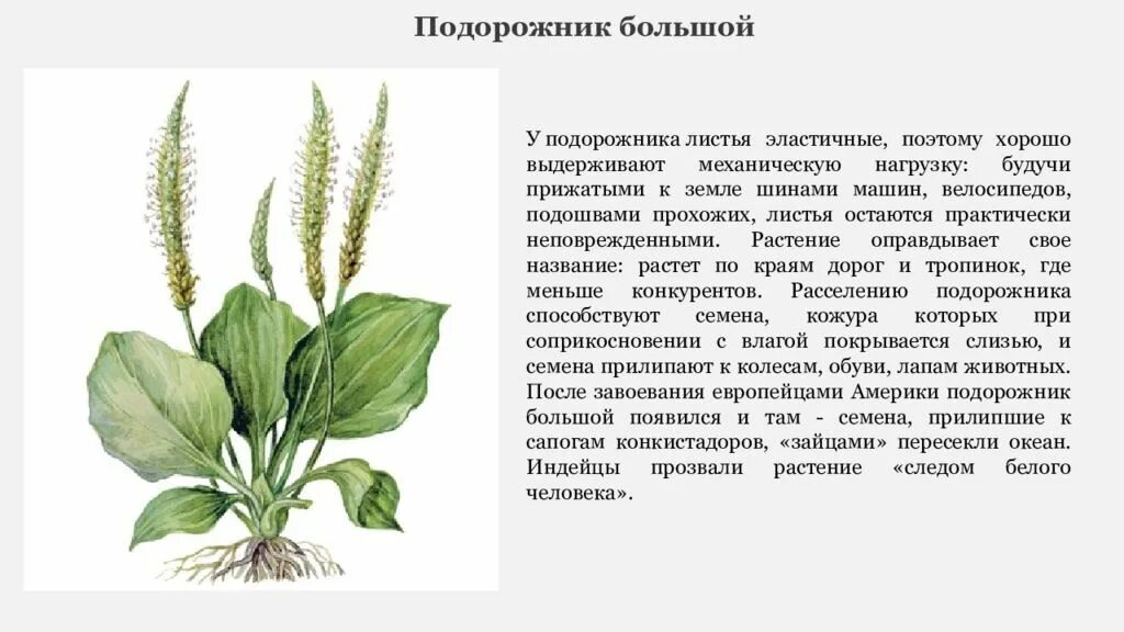 Тип питания подорожника большого. Подорожник яйцевидный. Подорожник многосемянный. Подорожник яйцевидный семена. Строение подорожника.