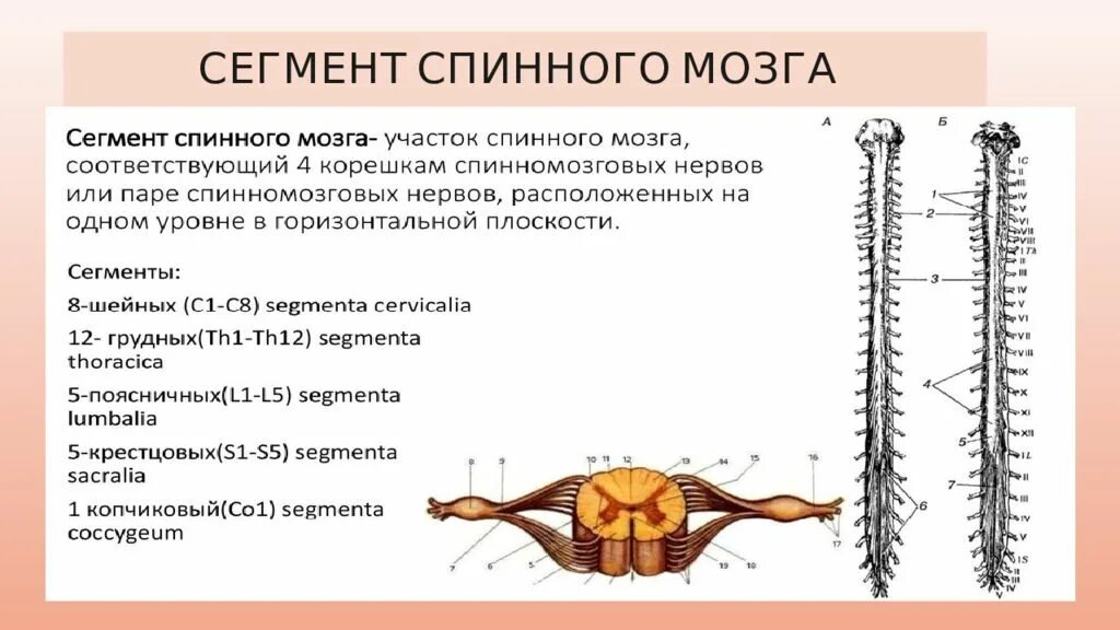 Спинной мозг сегмент спинного мозга. Сегментарное строение спинного мозга. Строение сегмента спинного мозга оболочки. Сегмент спинного мозга Анат.